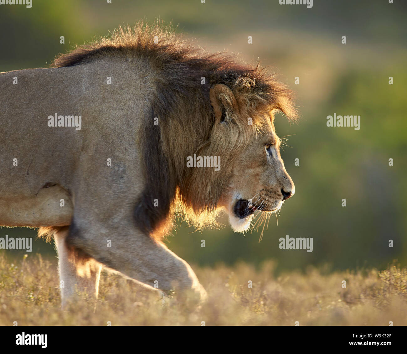 Male lion (Panthera leo), backlit, Addo Elephant National Park, South Africa, Africa Stock Photo