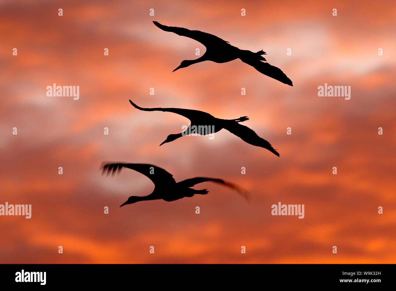 Three Sandhill Cranes (Grus canadensis) in flight silhouetted against red clouds, Bernardo Wildlife Area, New Mexico, USA Stock Photo