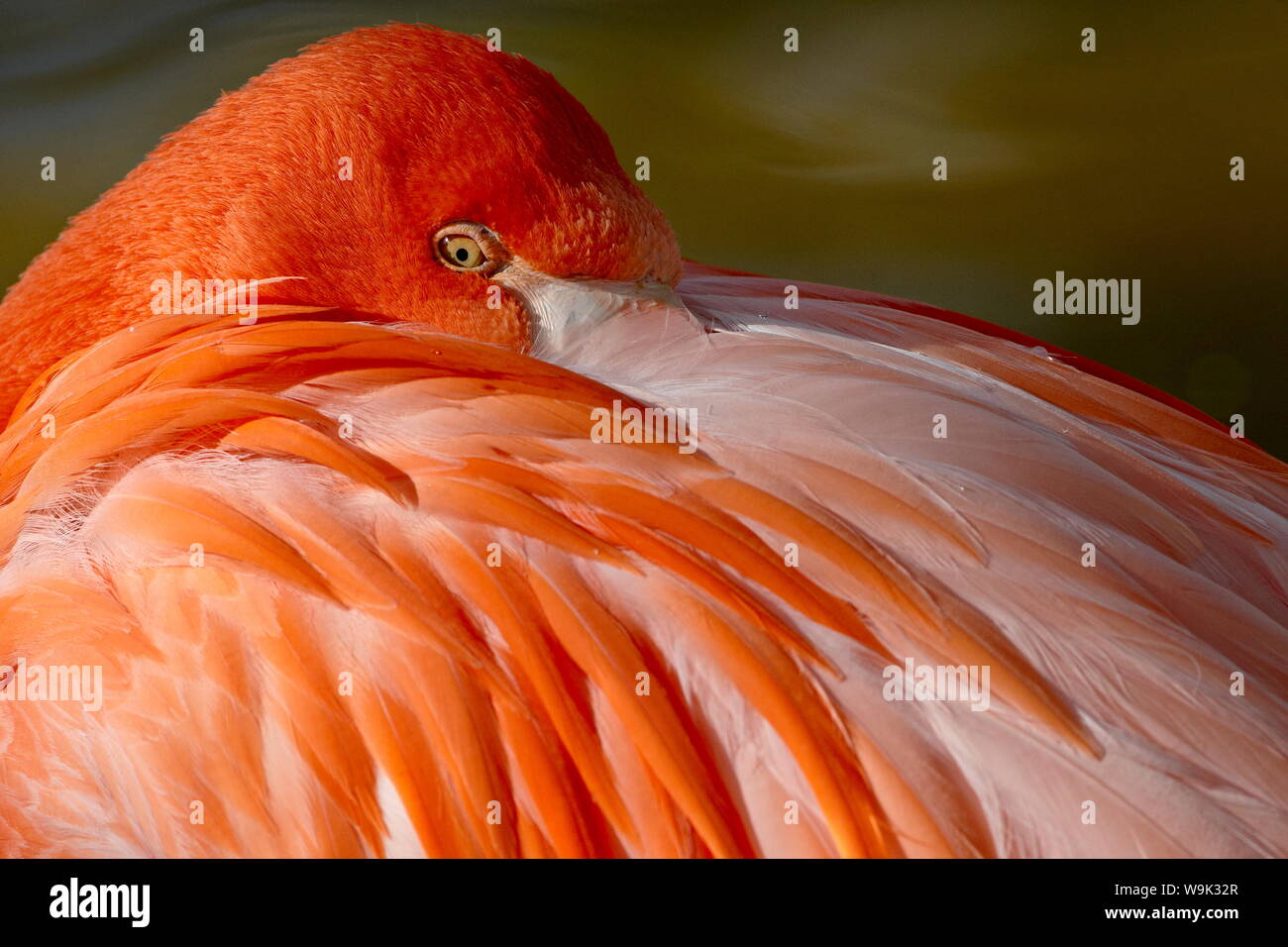 Caribbean flamingo (Phoenicopterus ruber ruber) with beak nestled in the feathers of its back, Rio Grande Zoo, Albuquerque Biological Park, USA Stock Photo