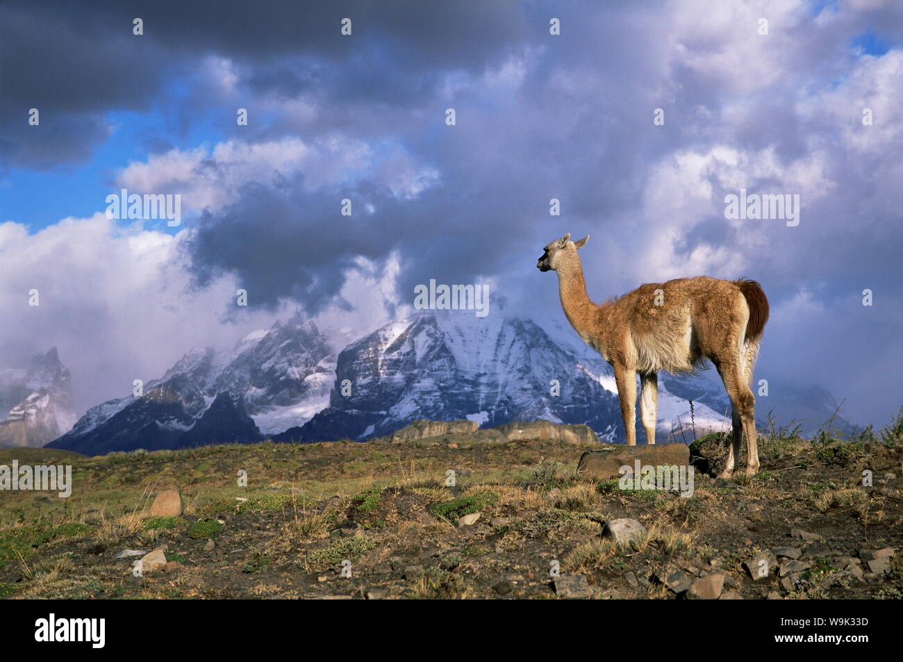 Guanaco (llama) and Cuernos del Paine, Torres del Paine National Park, Patagonia, Chile, South America Stock Photo
