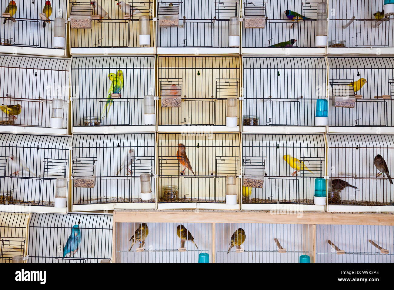 paris pet market