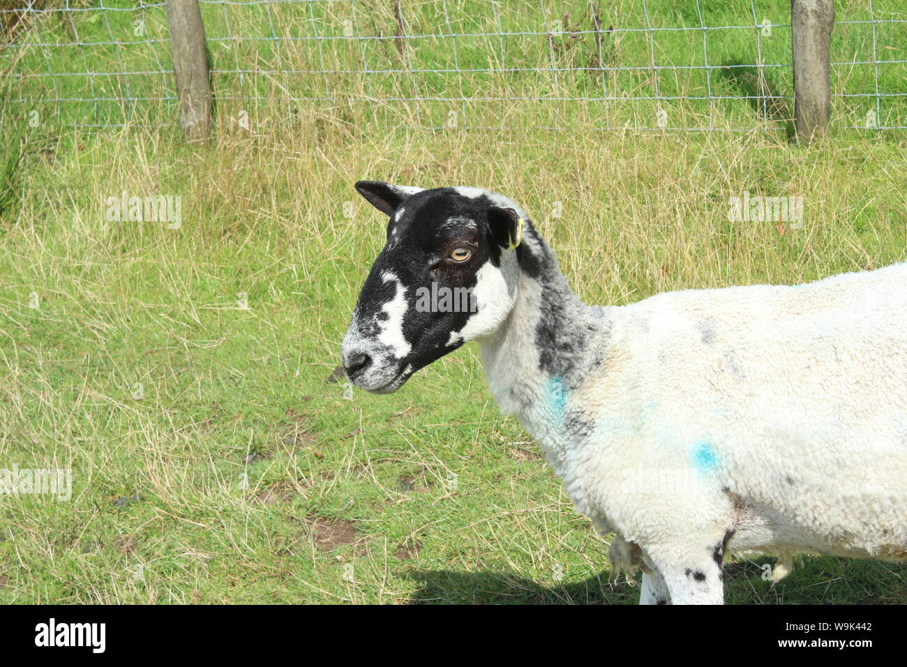 Image of a white sheep with half black face and marked with blue paint, stood up on long grass in front of a fence at Rivington Pike Stock Photo