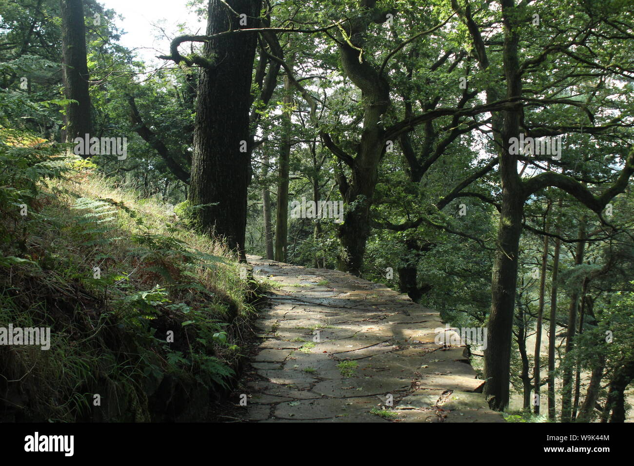 Image of a raised stone pathway through the woods, between trees and greenery in Rivington Pike Stock Photo