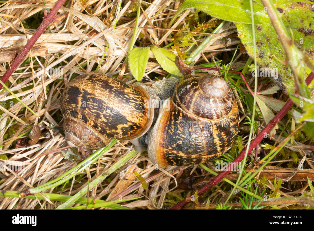 Garden snails mating (Helix aspersa or Cornu aspersum) Stock Photo