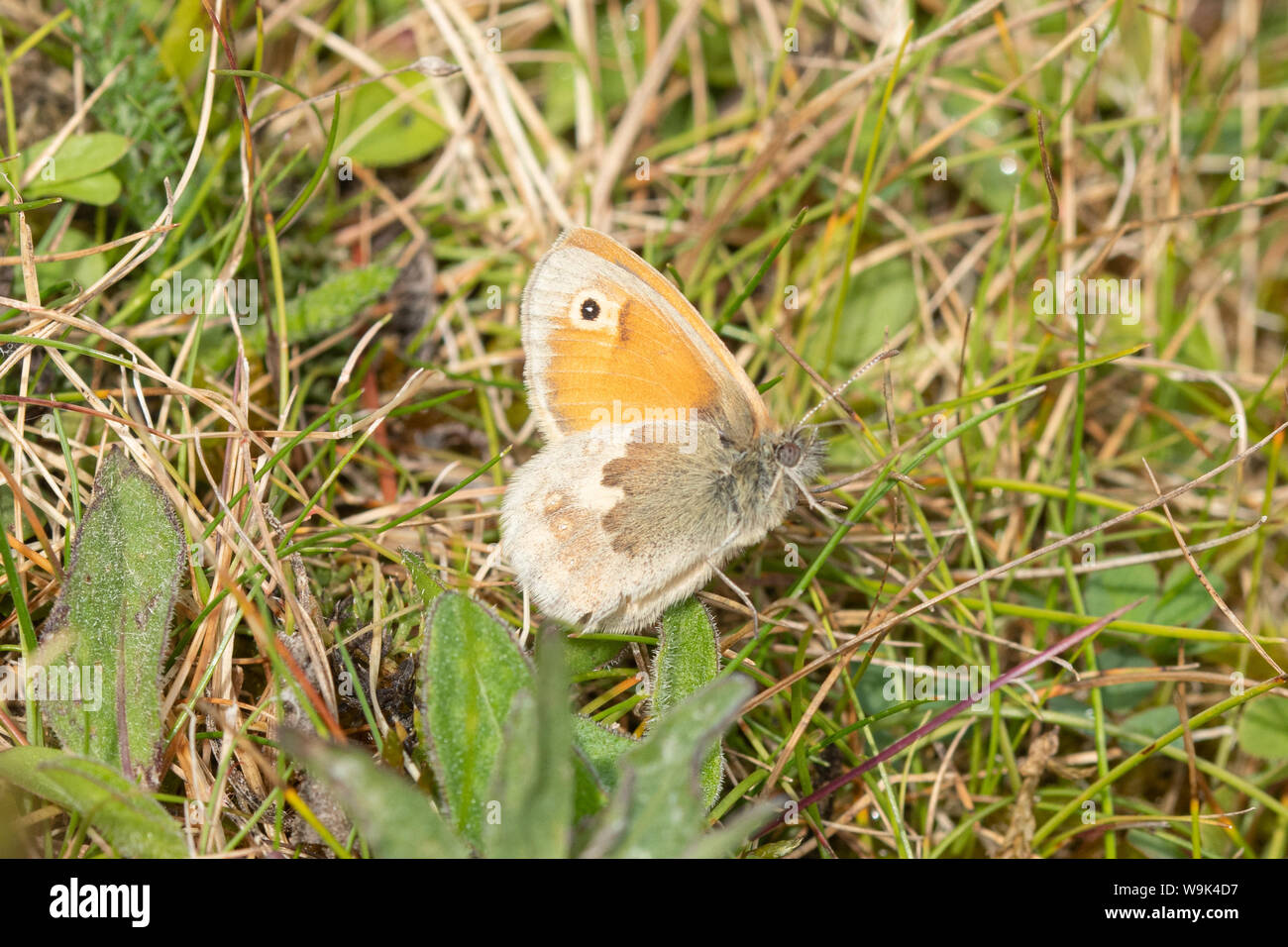 Small heath butterfly (Coenonympha pamphilus) on the grass, UK Stock Photo