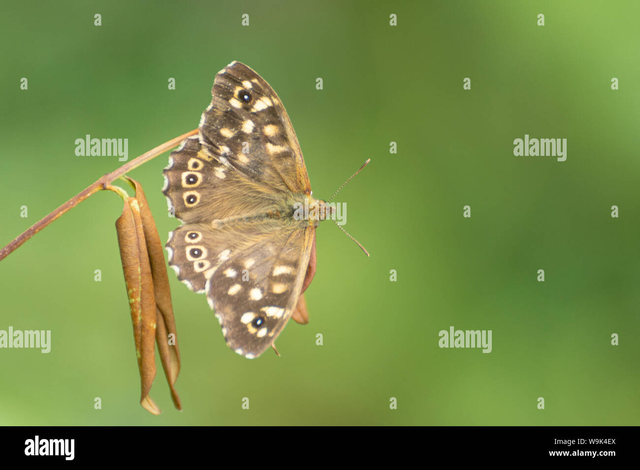 Speckled wood butterfly (Pararge aegeria) basking with open wings, UK Stock Photo
