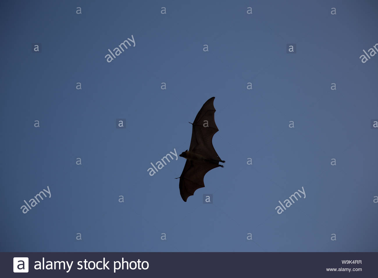Chiroptera Order High Resolution Stock Photography and Images - Alamy