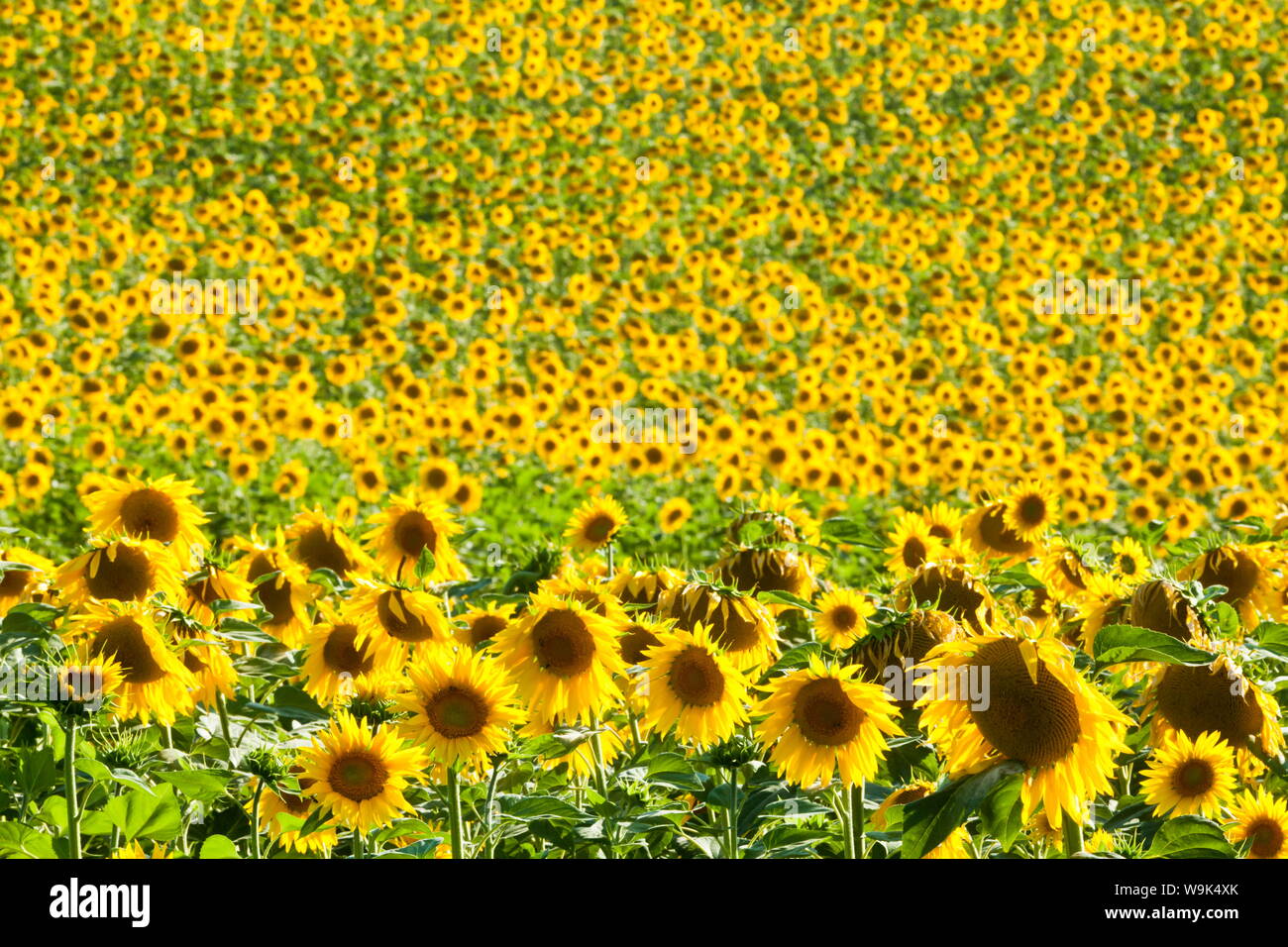 Sunflower (Helianthus) fields, Andalucia, Spain, Europe Stock Photo