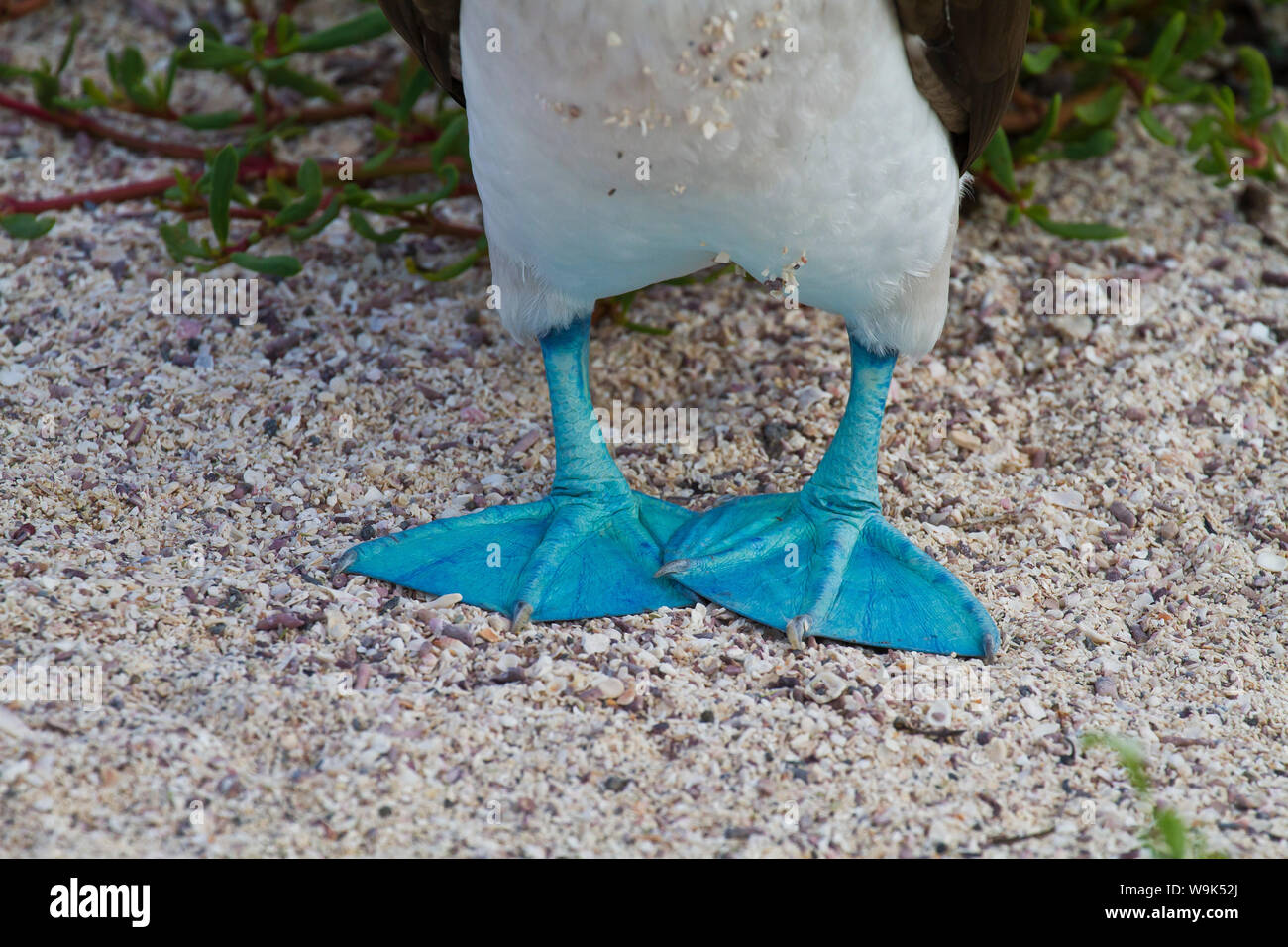 Blue-footed booby (Sula nebouxii), North Seymour Island, Galapagos Islands, Ecuador, South America Stock Photo