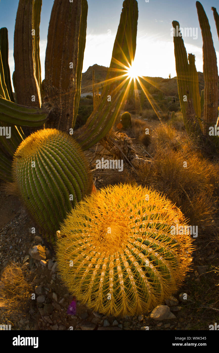 Endemic giant barrel cactus (Ferocactus diguetii), Isla Santa Catalina, Gulf of California (Sea of Cortez), Baja California Sur, Mexico, North America Stock Photo