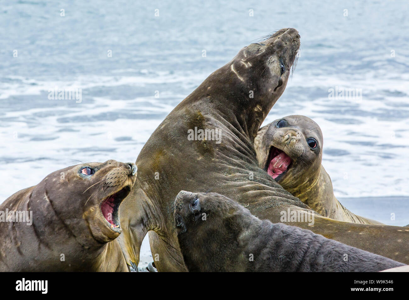 Southern elephant seals (Mirounga leonina), Peggotty Bluff, South Georgia, South Atlantic Ocean, Polar Regions Stock Photo