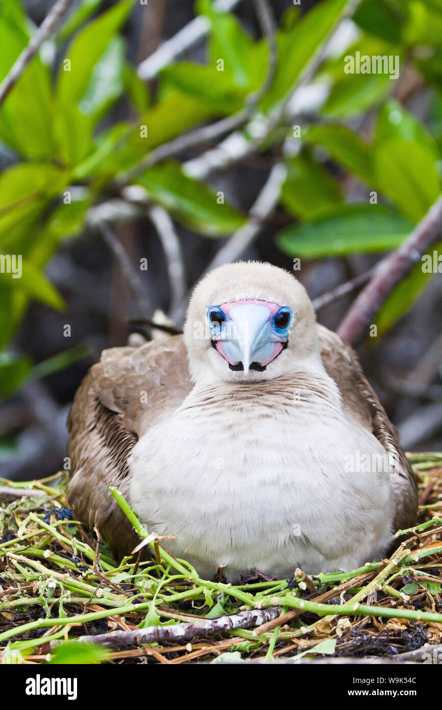 Adult dark morph red-footed booby (Sula sula), Genovesa Island, Galapagos Islands, Ecuador, South America Stock Photo
