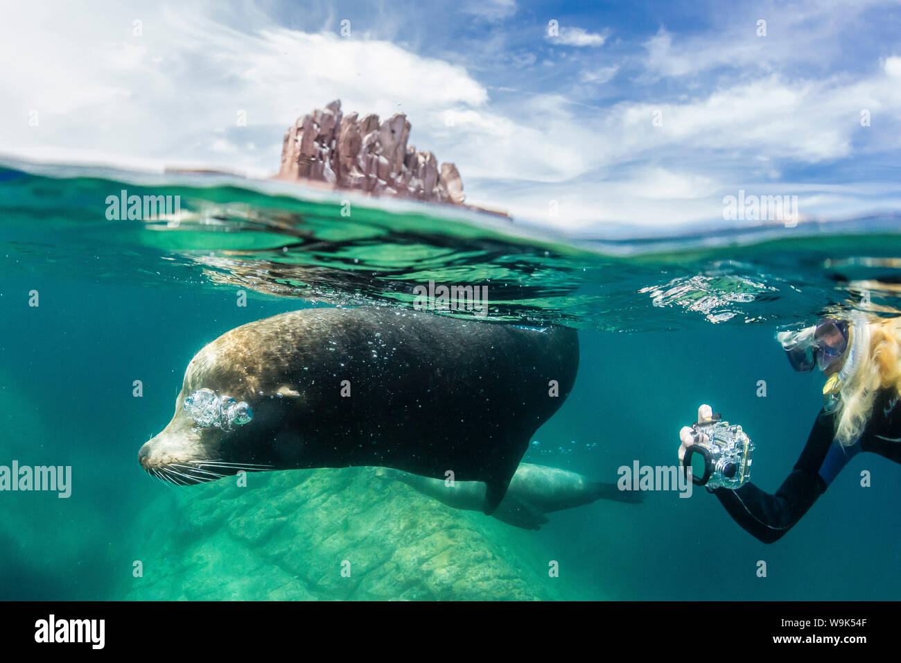 California sea lion bull (Zalophus californianus) half above and half below with snorkeler at Los Islotes, Baja California Sur, Mexico, North America Stock Photo