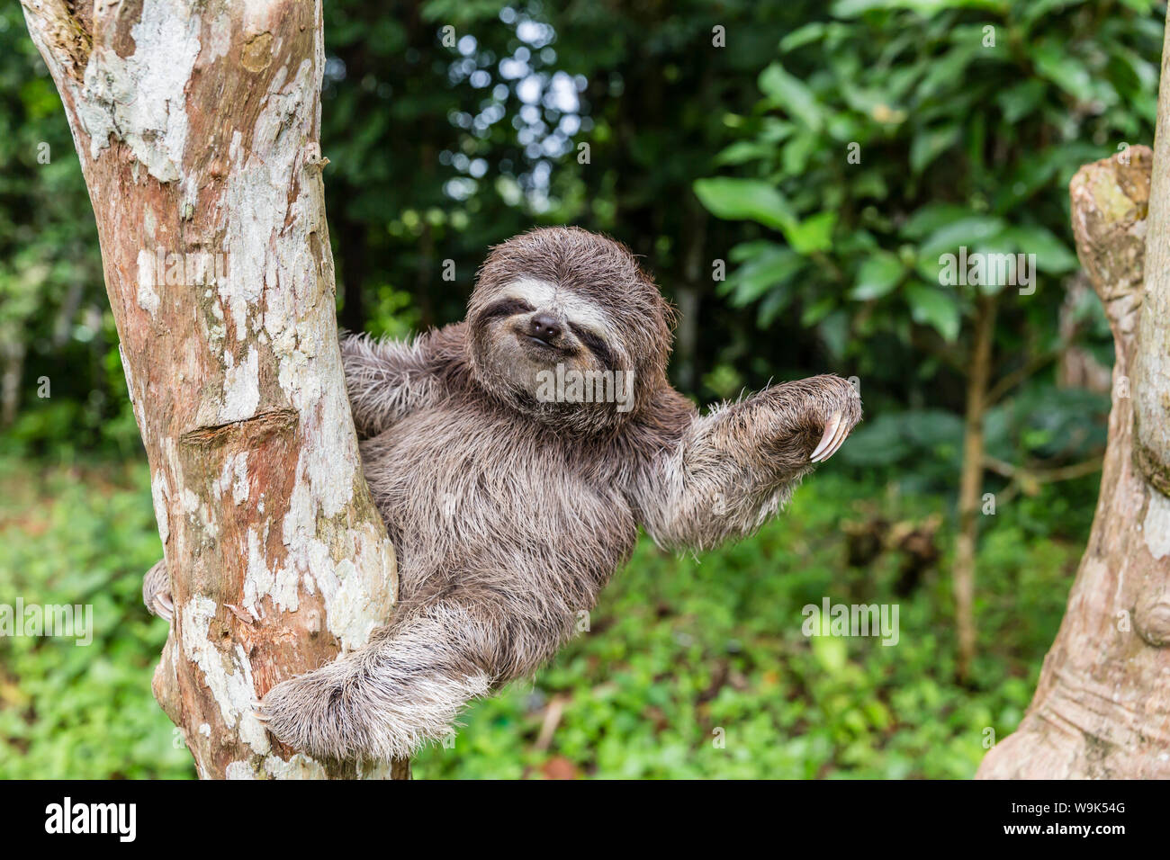 A captive pet brown-throated sloth (Bradypus variegatus), San Francisco Village, Loreto, Peru, South America Stock Photo