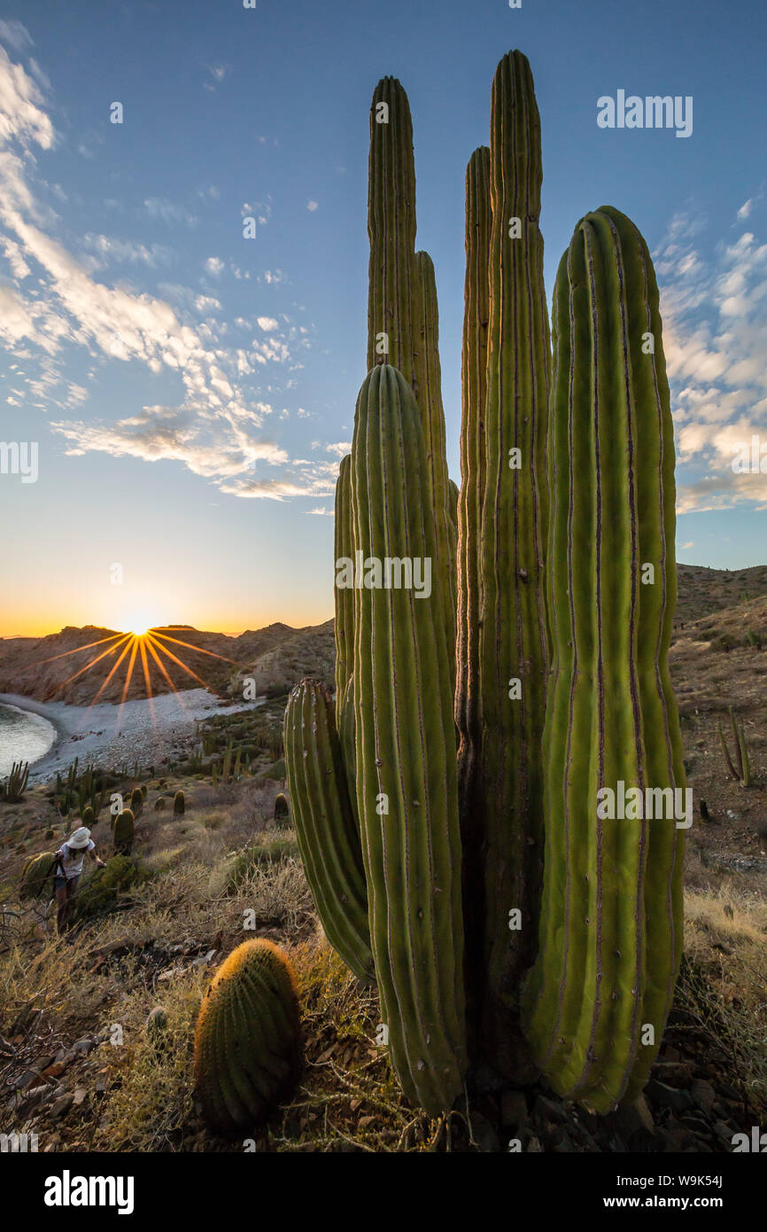 A Mexican giant cardon cactus (Pachycereus pringlei) at sunset on Isla Santa Catalina, Baja California Sur, Mexico, North America Stock Photo