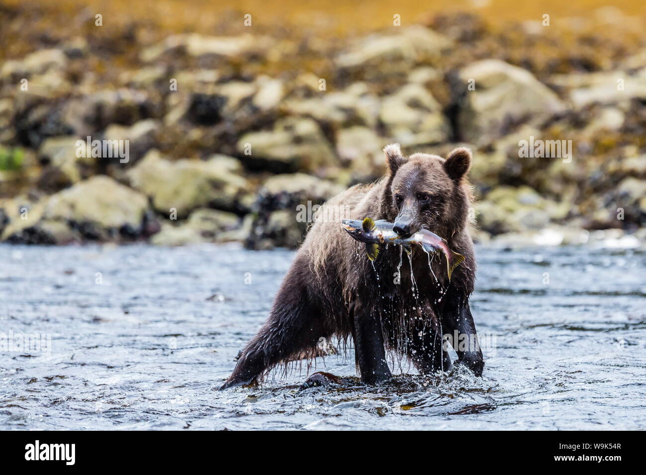 Young brown bear (Ursus arctos) fishing for pink salmon at low tide in Pavlof Harbour, Chichagof Island, Southeast Alaska, United States of America Stock Photo