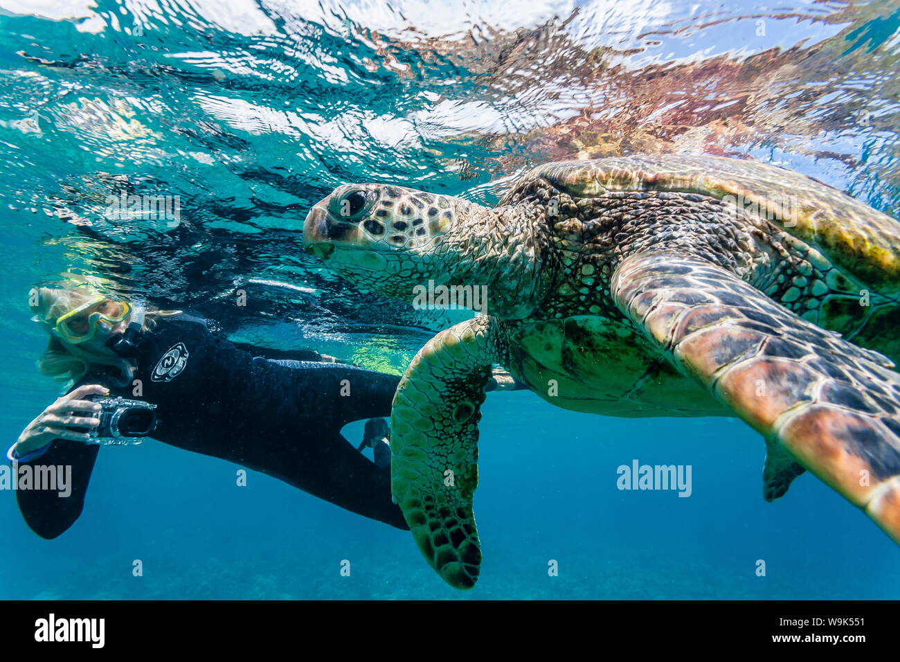 Green sea turtle (Chelonia mydas) underwater with snorkeler, Maui, Hawaii, United States of America, Pacific Stock Photo