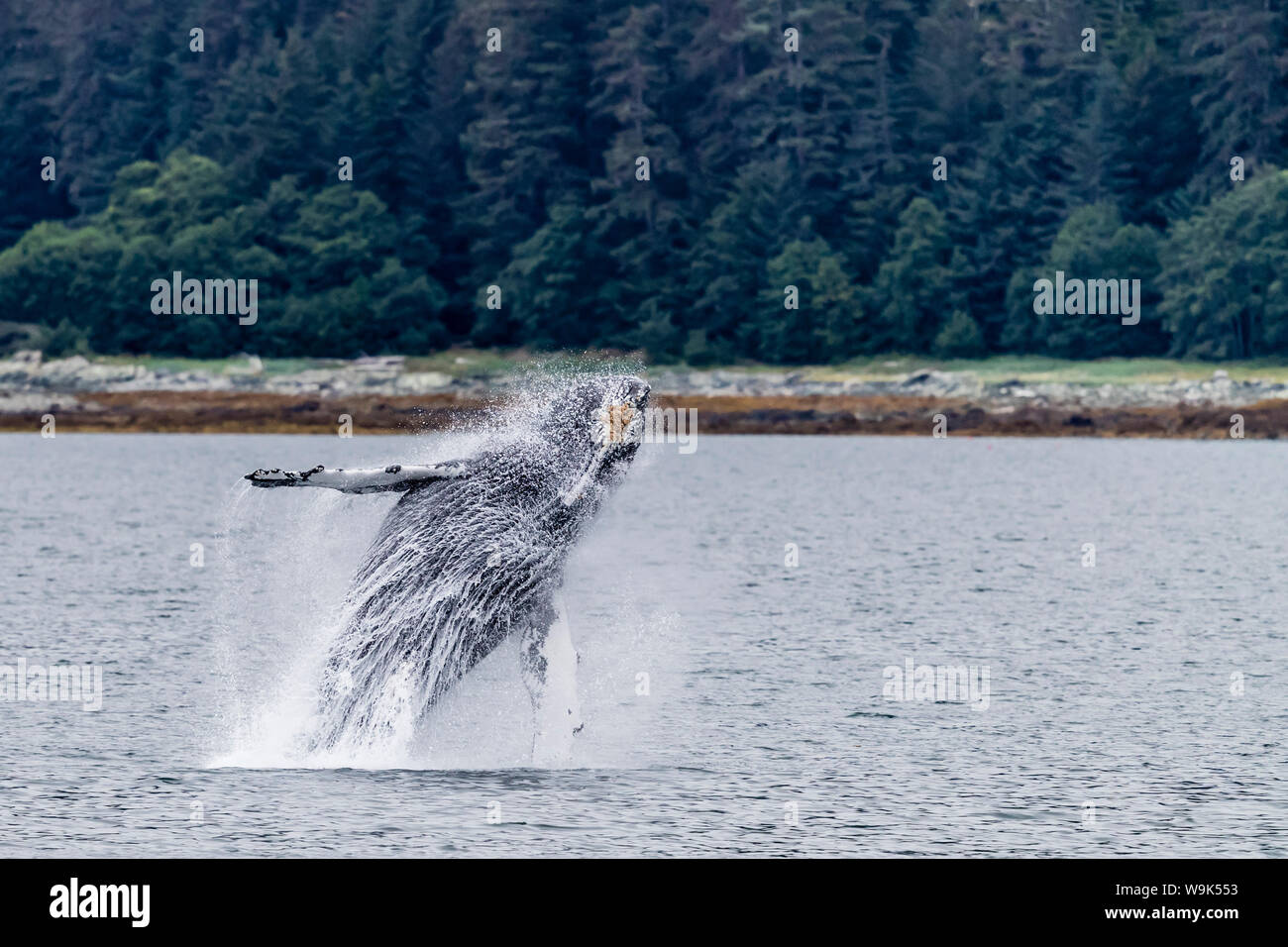 Humpback whale (Megaptera novaeangliae) breaching near the Glass Peninsula, southeast Alaska, United States of America, North America Stock Photo