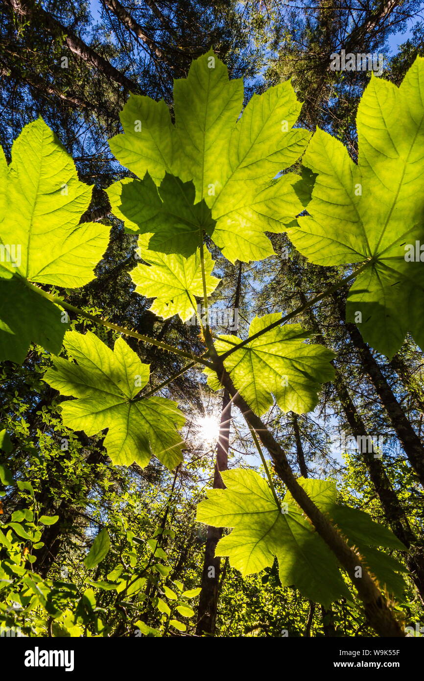 Sun shining through Devil's Club on Chichagof Island, Southeast Alaska, United States of America, North America Stock Photo