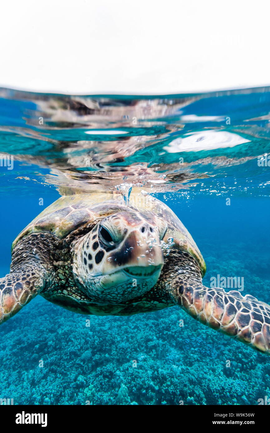 Green sea turtle (Chelonia mydas) underwater, Maui, Hawaii, United States of America, Pacific Stock Photo