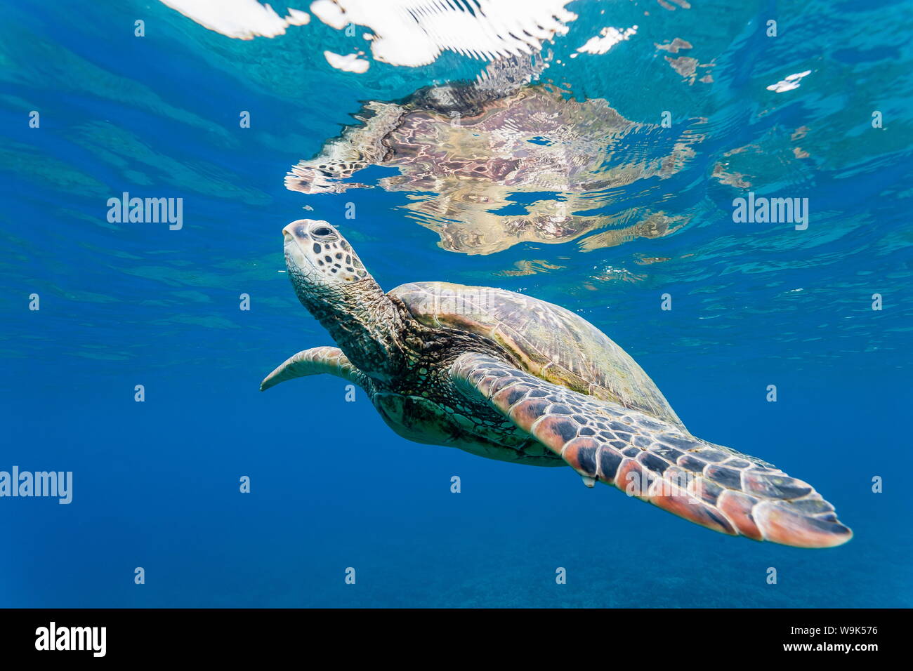 Green sea turtle (Chelonia mydas) underwater, Maui, Hawaii, United States of America, Pacific Stock Photo