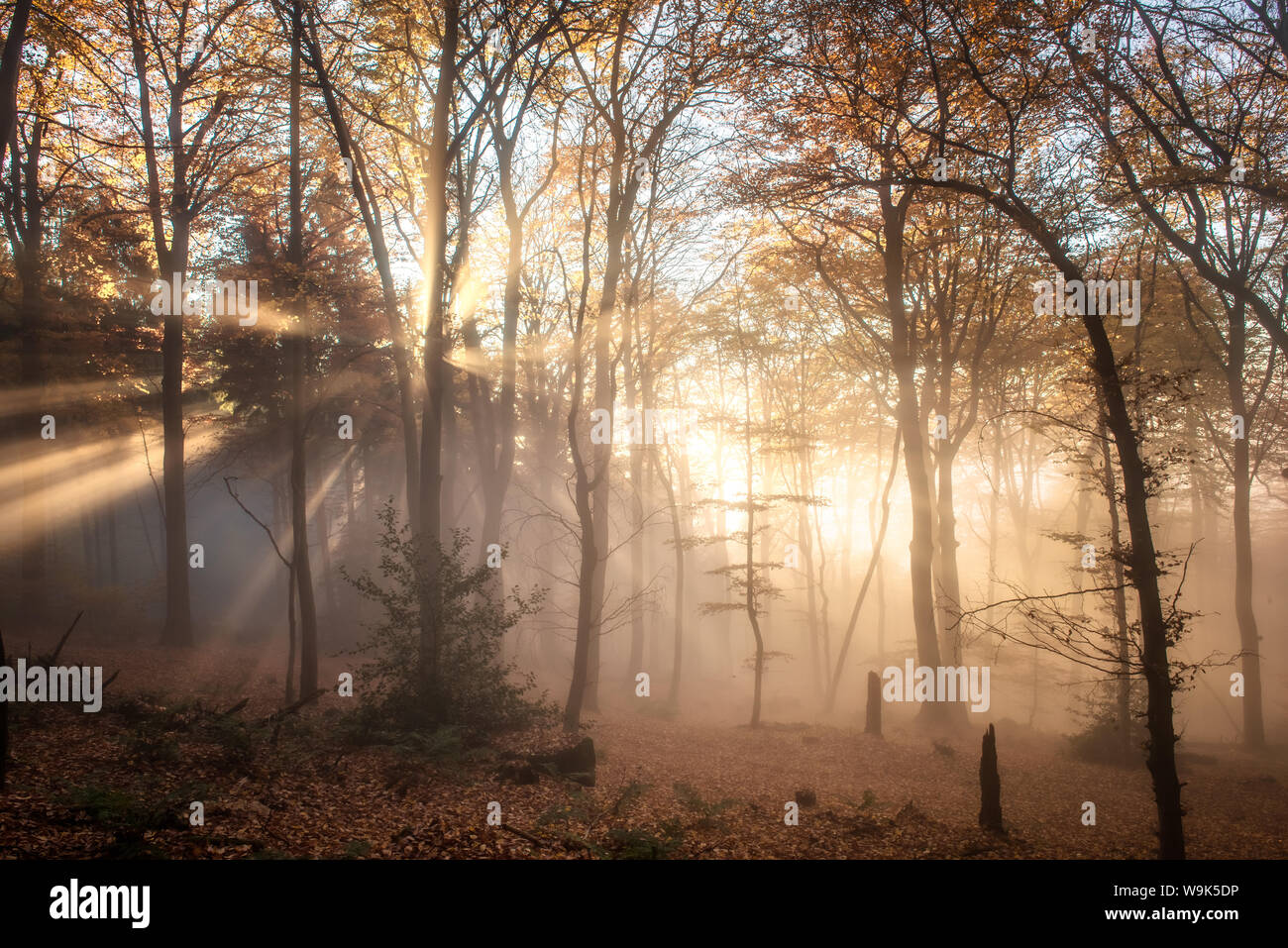 Pronounced sun rays in a misty forest scene, Heidelberg area, Baden-Wurttemberg, Germany, Europe Stock Photo