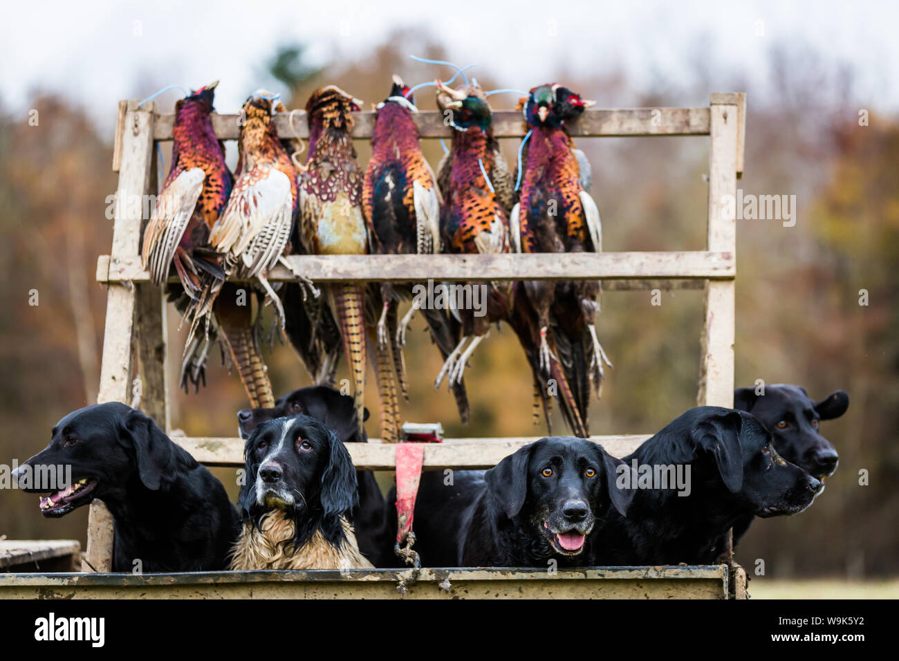Gun dogs, Buckinghamshire, England, United Kingdom, Europe Stock Photo