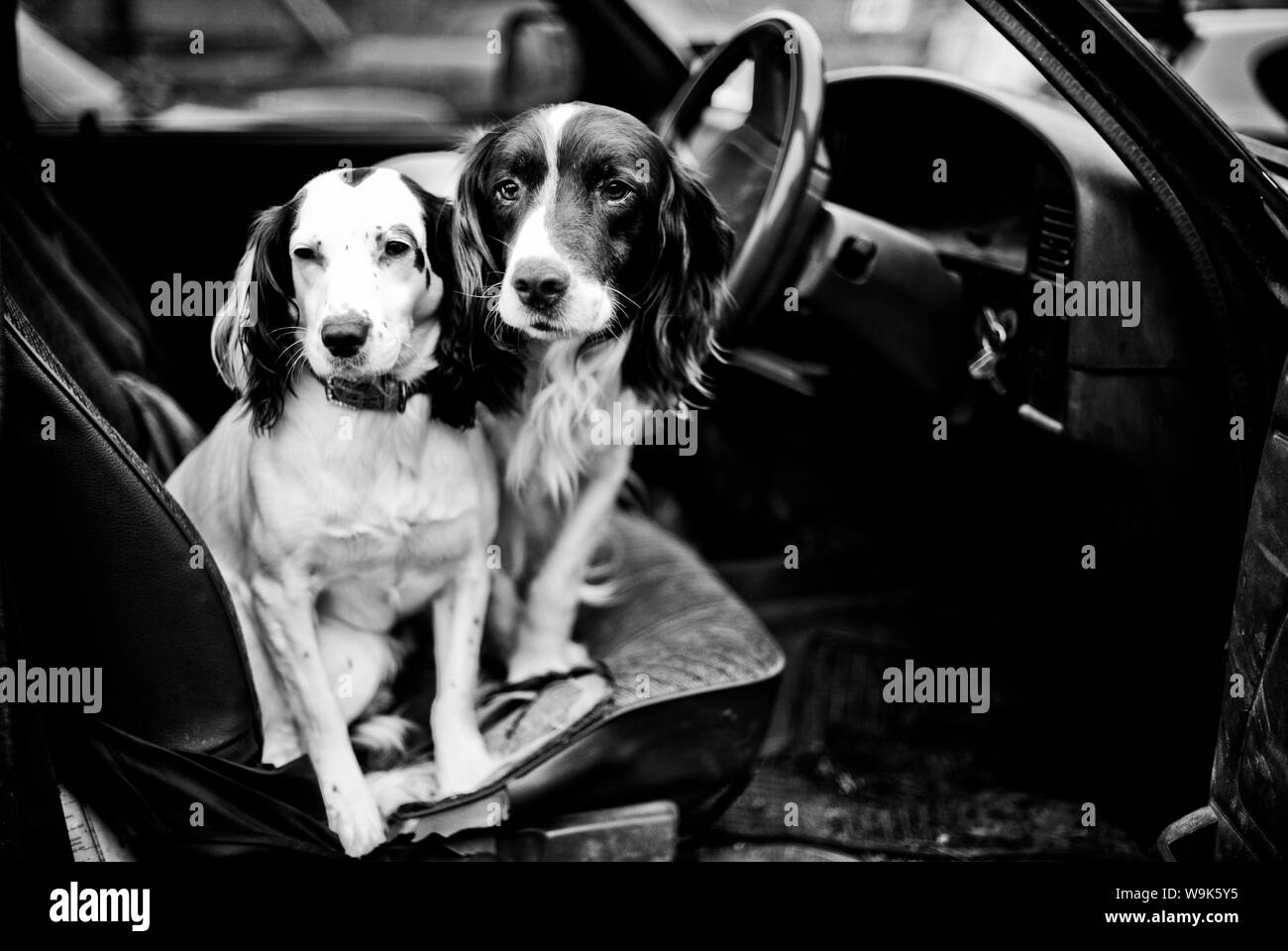 Gun dogs, Buckinghamshire, England, United Kingdom, Europe Stock Photo