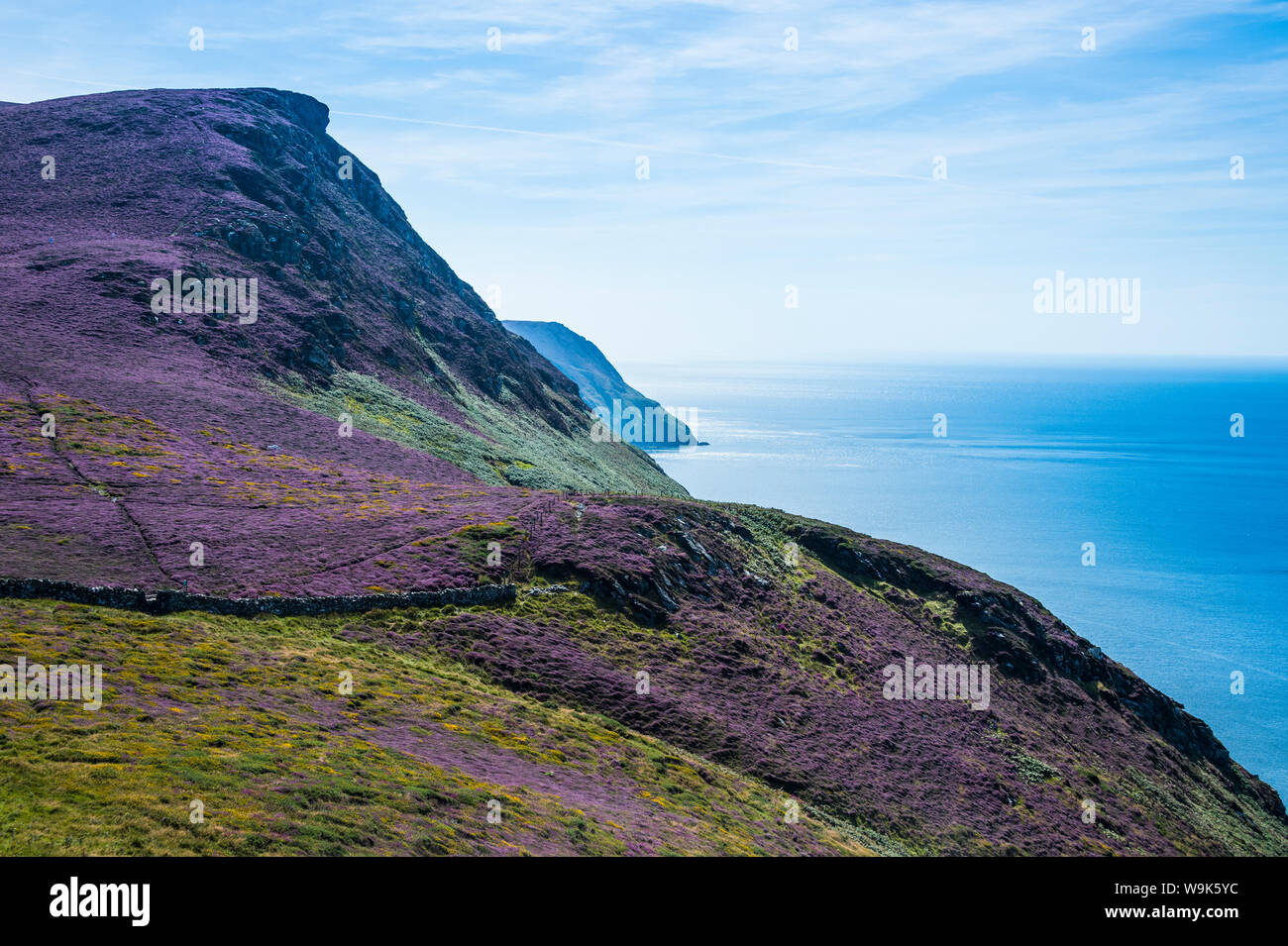 Blooming flowers on the west coast of the Isle of Man, crown dependency of the United Kingdom, Europe Stock Photo