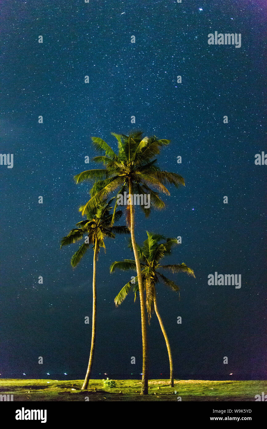Palm trees under stars, Sri Lanka, Asia Stock Photo Alamy