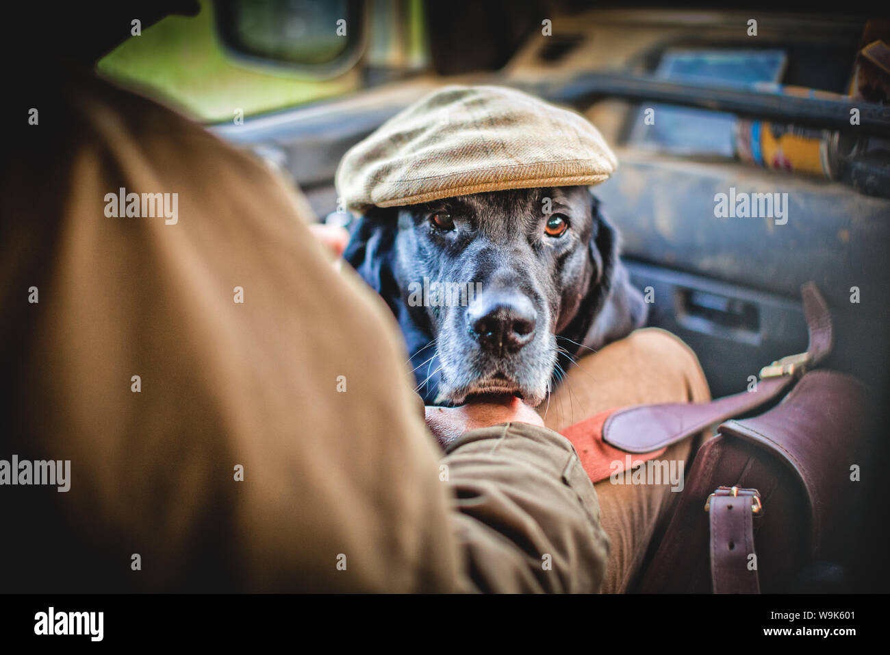 Gun dog with shooting cap, Buckinghamshire, England, United Kingdom, Europe Stock Photo