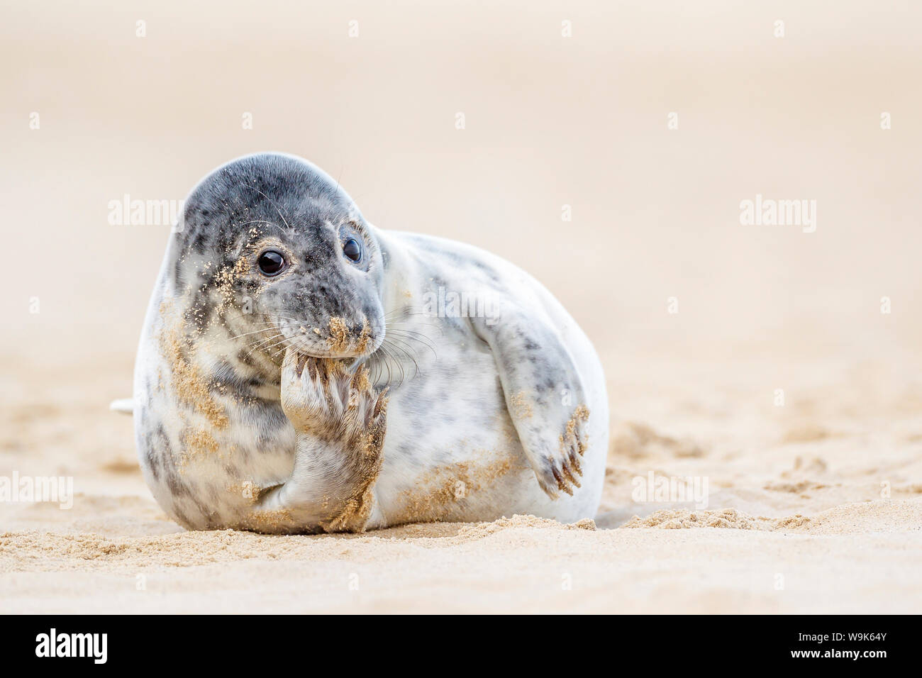 Grey seal (Halichoerus grypus) pup, Winterton on Sea beach, Norfolk, England, United Kingdom, Europe Stock Photo