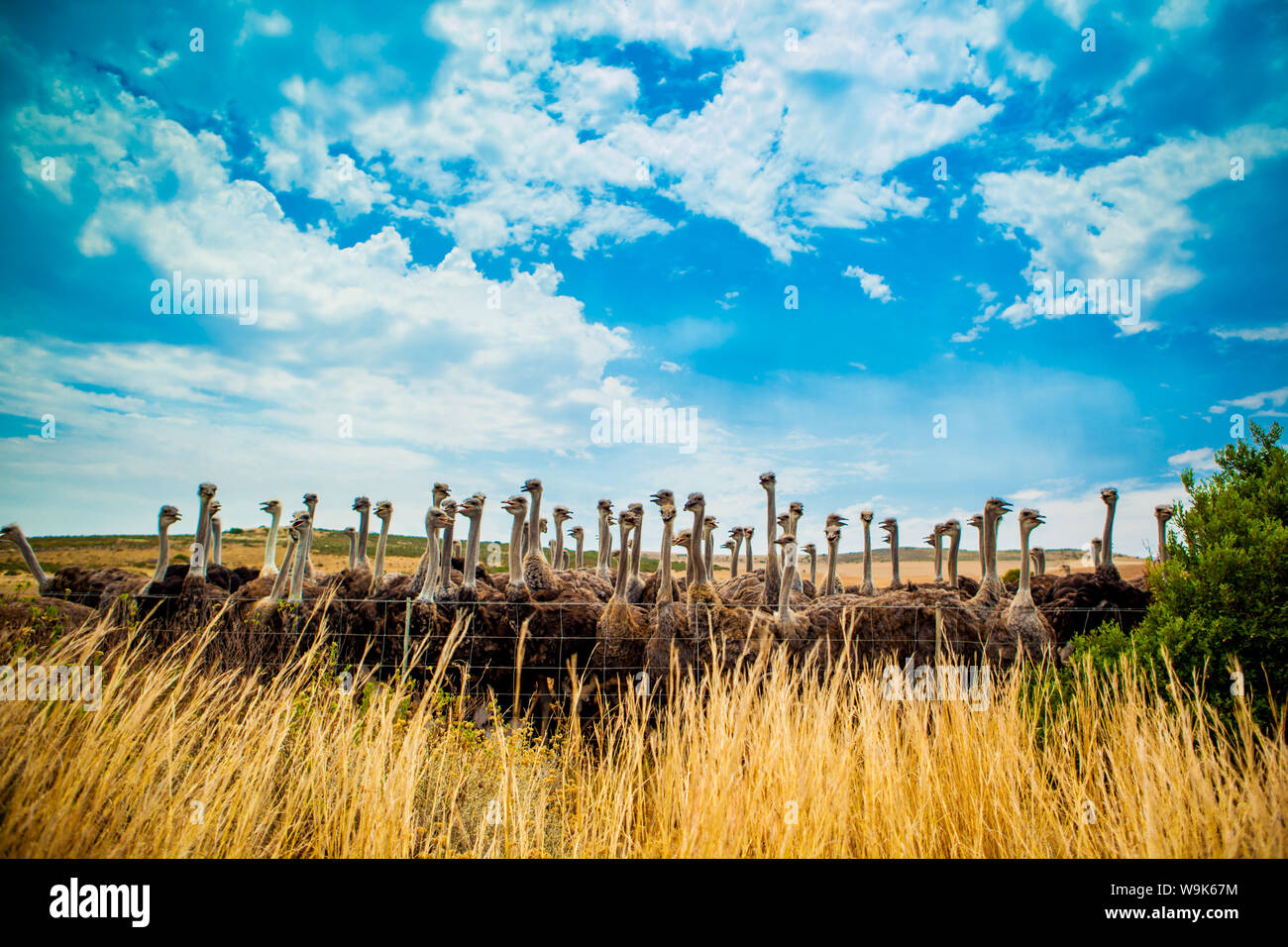 Ostrich Farm on the Garden Route, Knysna, South Africa, Africa Stock Photo