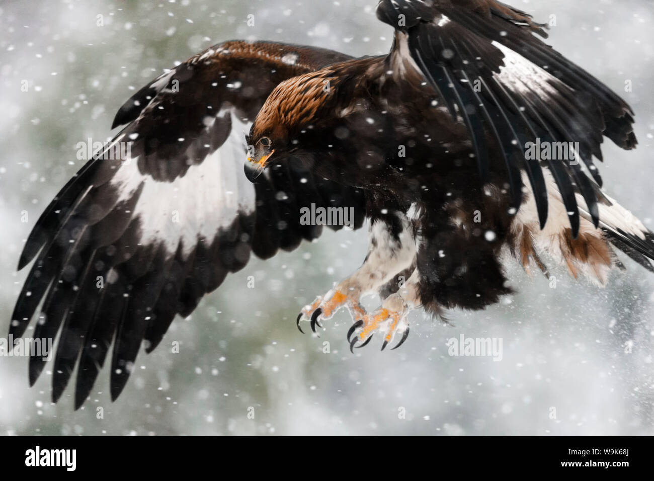 Juvenile golden eagle (Aquila chrysaetos) flying in the snow with claws out-stretched about to land on its prey, Taiga Forest, Lapland, Finland Stock Photo