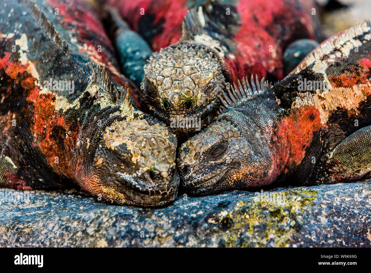 Iguanas, Espanola Island, Galapagos Islands, Ecuador, South America Stock Photo