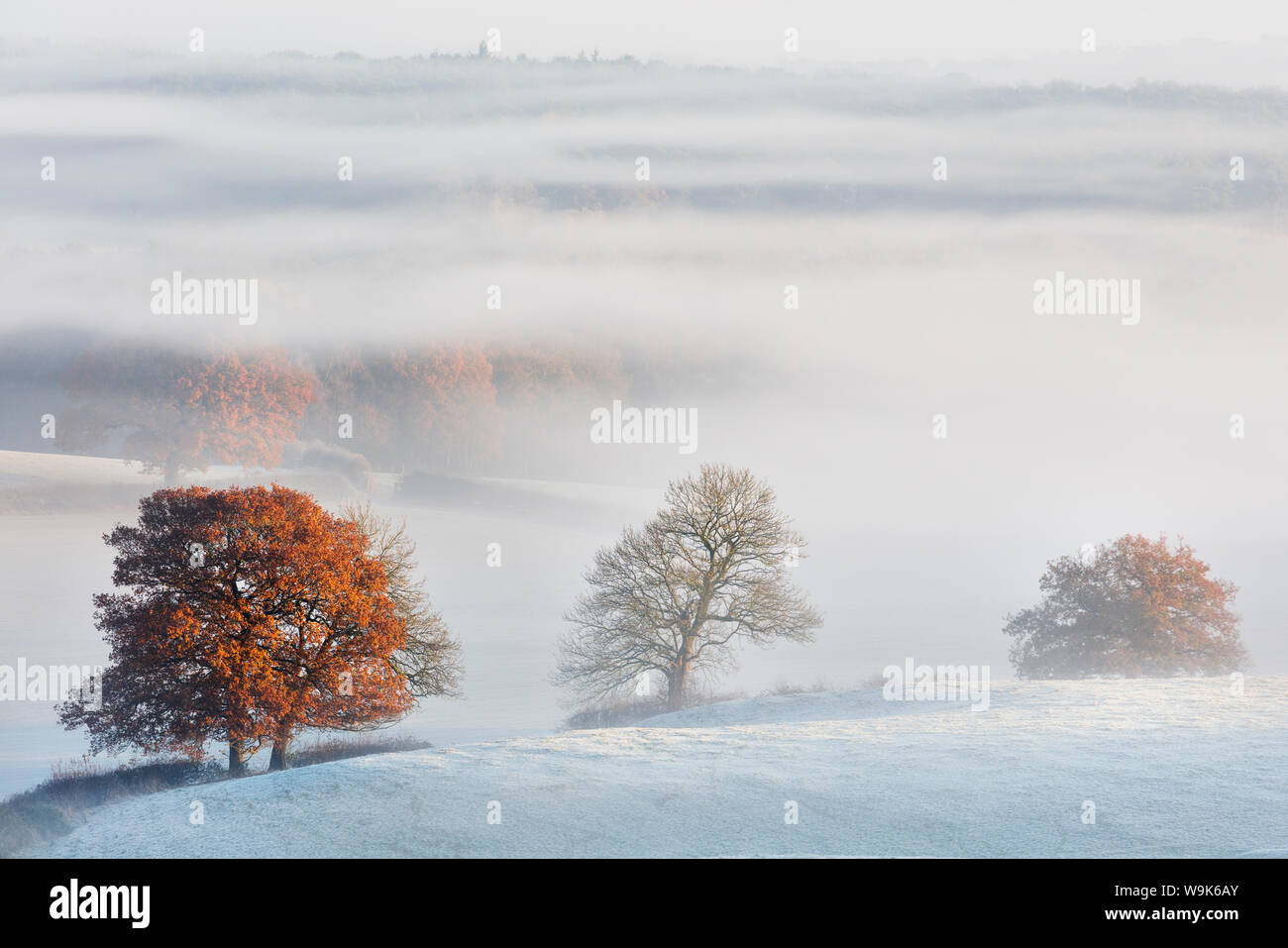 Fog flows around the trees of Delamere Forest with autumn colour and frost on the Cheshire plain, Cheshire, England, United Kingdom, Europe Stock Photo