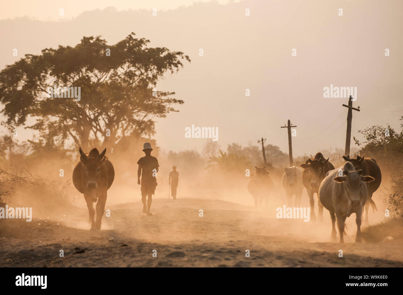 Famers bring their cows home along a dusty road in Kachin State, Myanmar (Burma), Asia Stock Photo