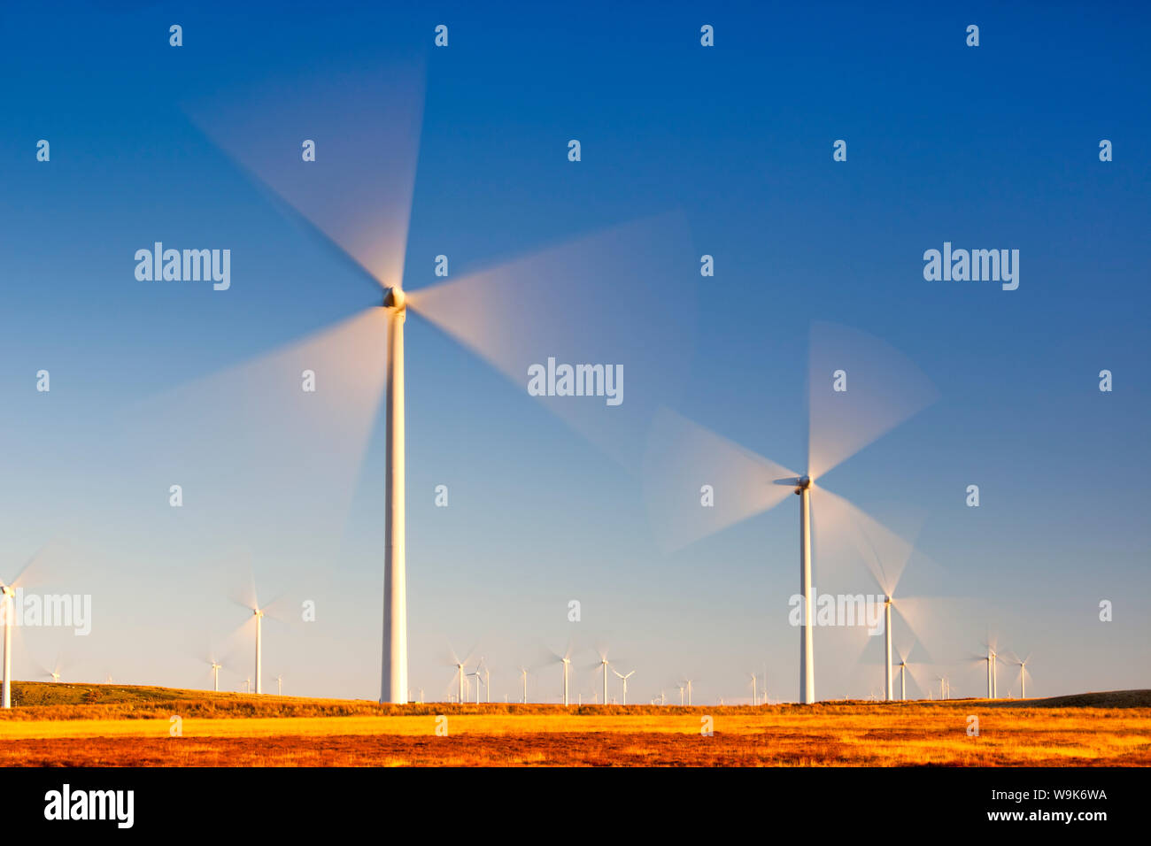 Wind turbines, Whitelee Wind Farm, East Renfrewshire, Scotland, United Kingdom, Europe Stock Photo