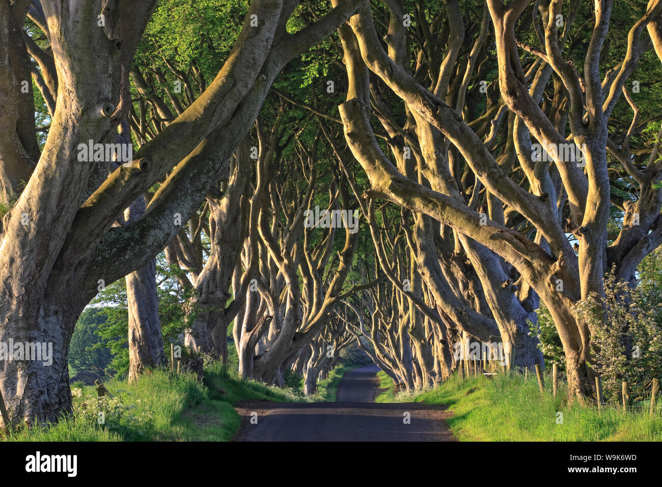 Какие конкретно деревья. Дарк хеджес, северная ирландия, великобритания. Пробковый дуб в португалии. Ясень широколистный. Лиственные деревья береза клен дуб рябина.