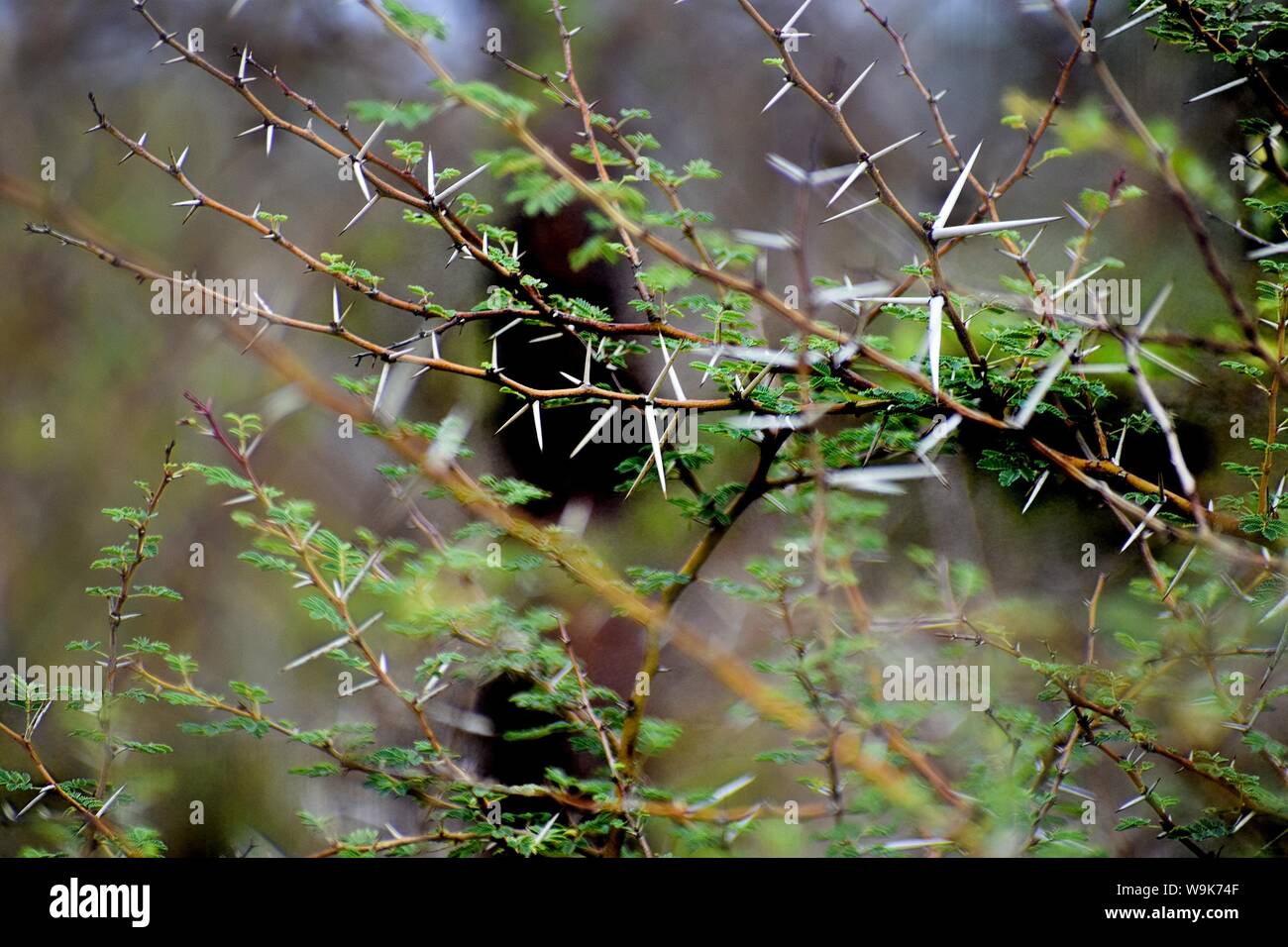 Closeup of Thorns and its tree Stock Photo