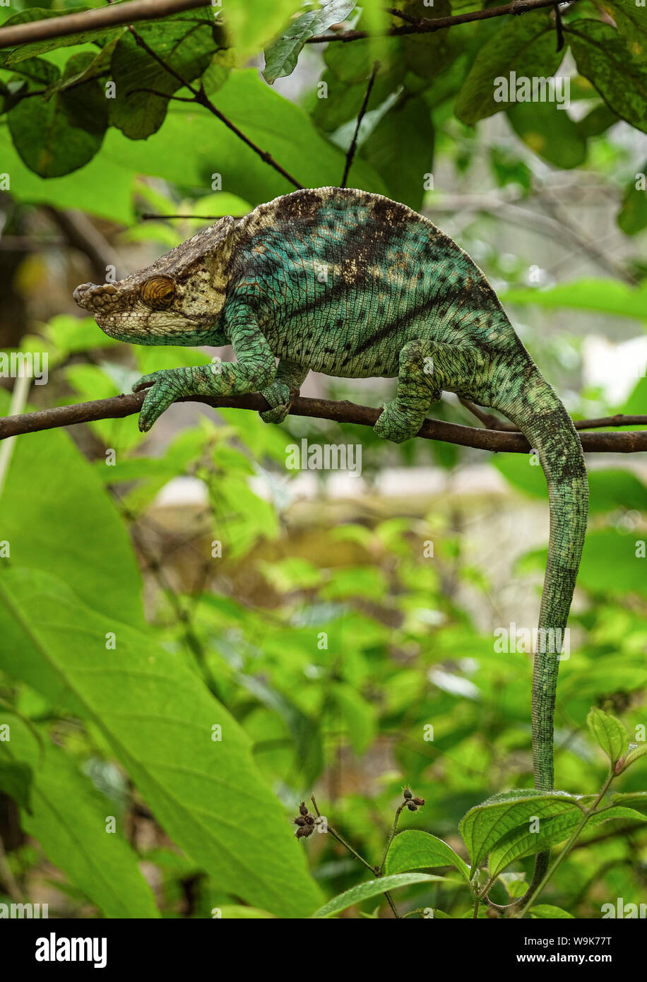 Parson's Chameleon (Calumma parsonii Stock Photo - Alamy