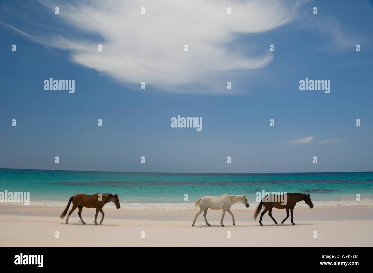 Horses walking on Pink Sands Beach, Harbour Island, The Bahamas, West Indies, Central America Stock Photo