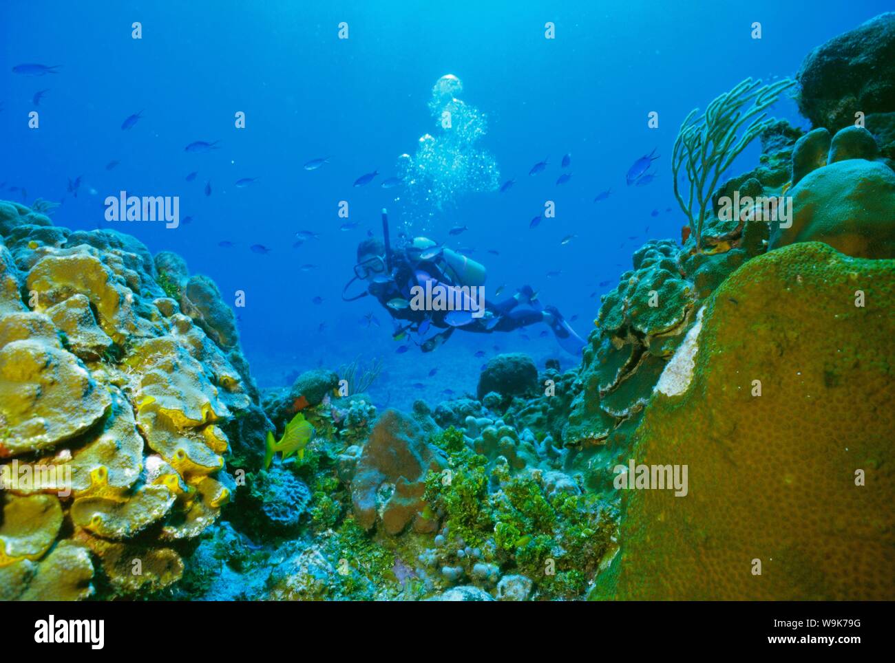 Scuba diving mexico cozumel island hi-res stock photography and images ...