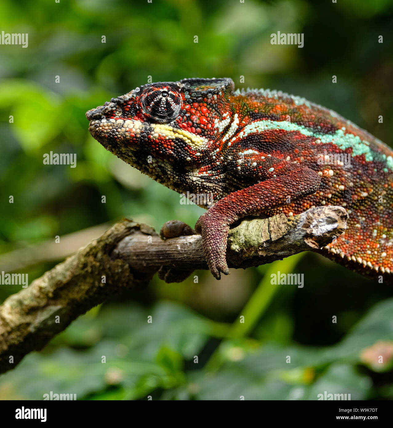 Male Panther Chameleon (Furcifer pardalis) Stock Photo