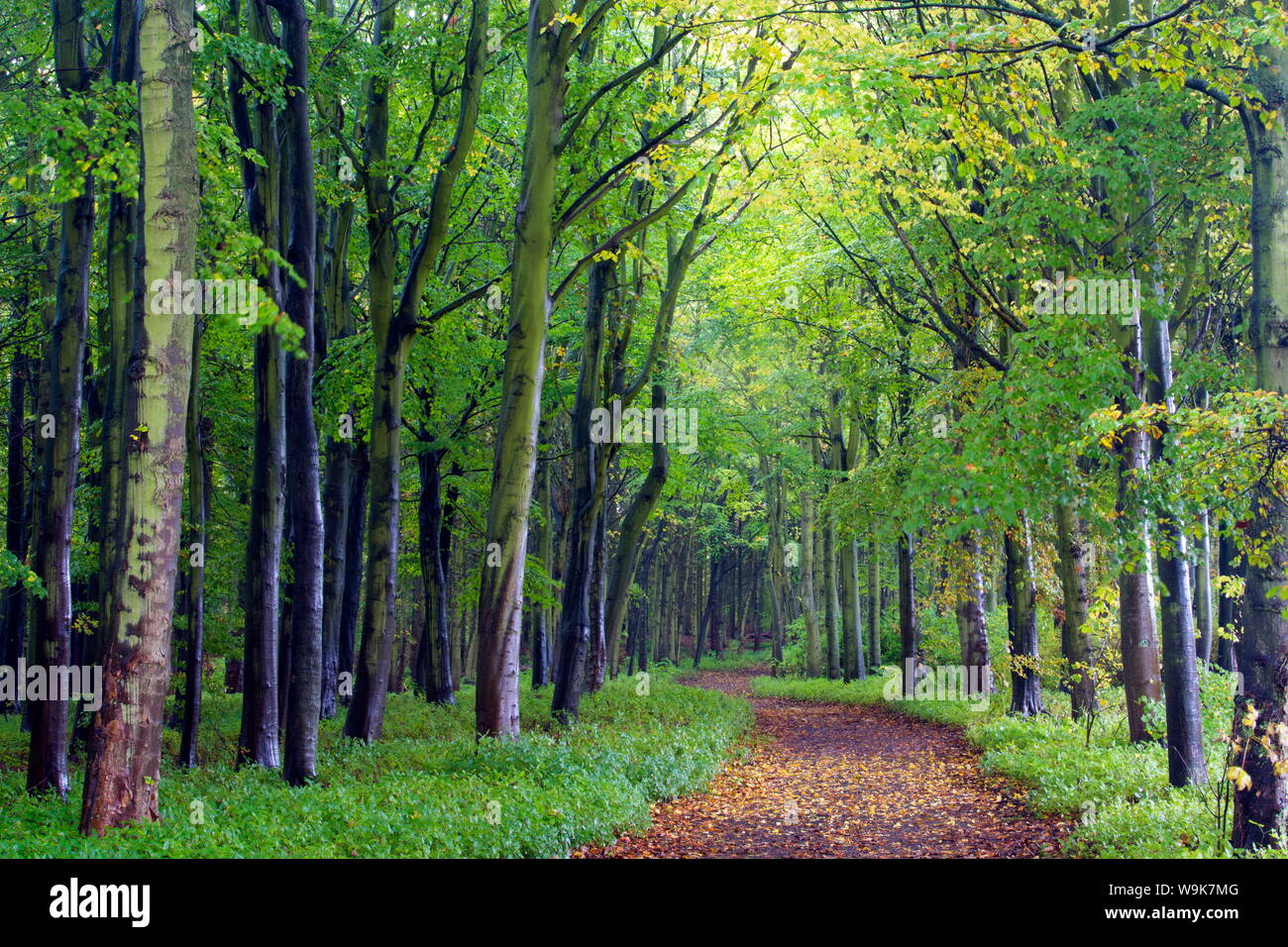 Beech woodland in spring with path snaking between the trees, Alnwick Garden, Alnwick, Northumberland, England, United Kingdom Stock Photo
