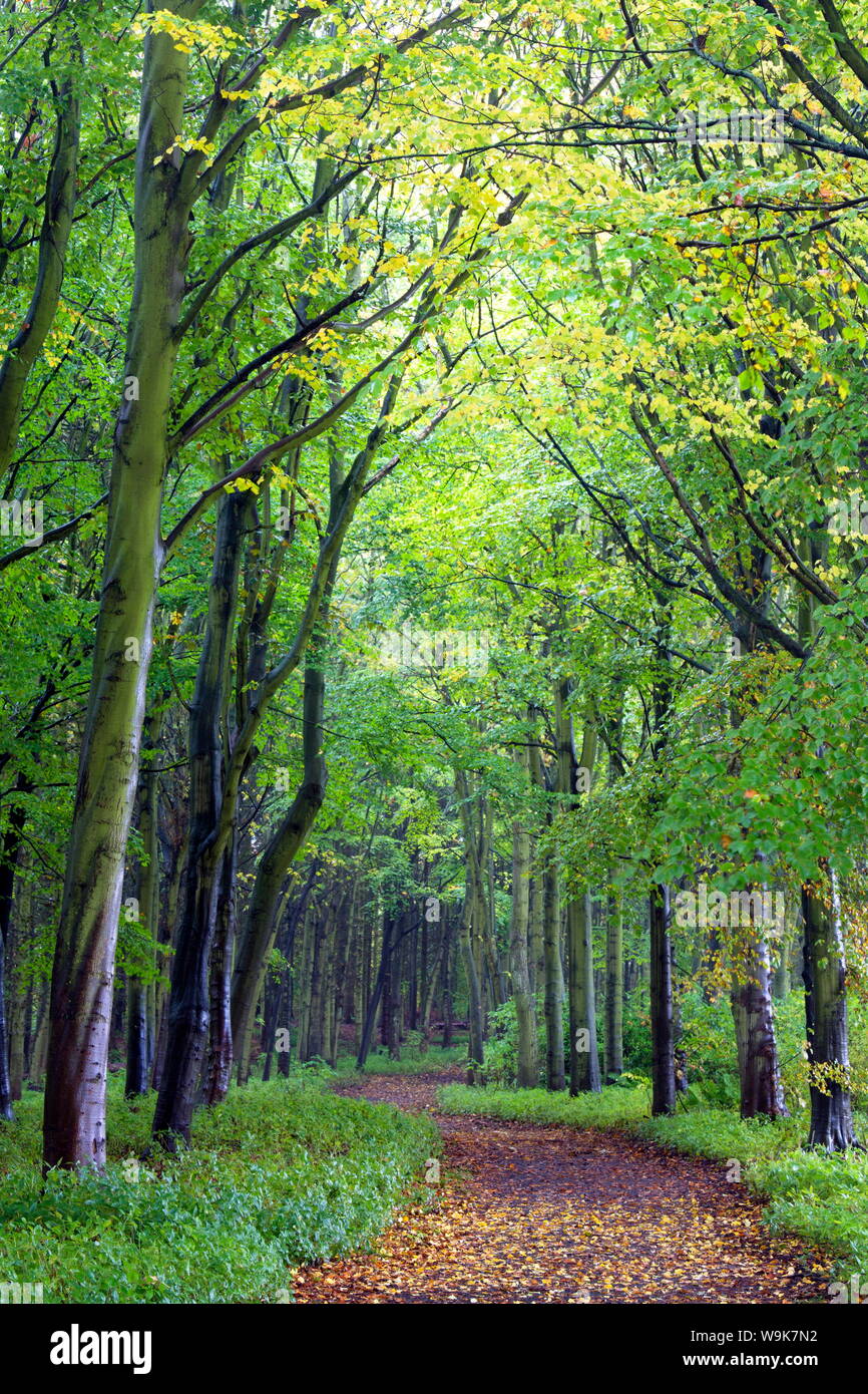 Beech woodland in spring with path snaking between the trees, Alnwick Garden, Alnwick, Northumberland, England, United Kingdom Stock Photo