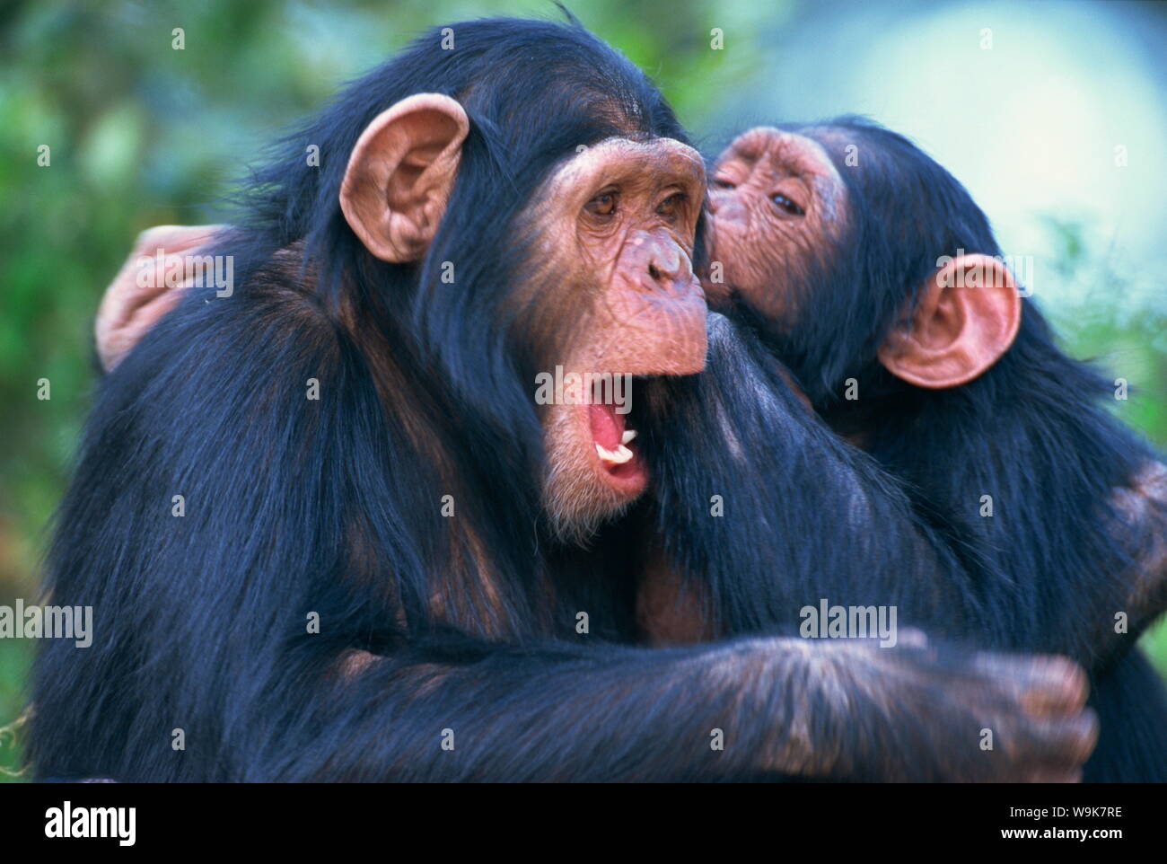 Chimpanzee sanctuary (Pan troglodytes), Sweetwaters, Kenya, East Africa, Africa Stock Photo