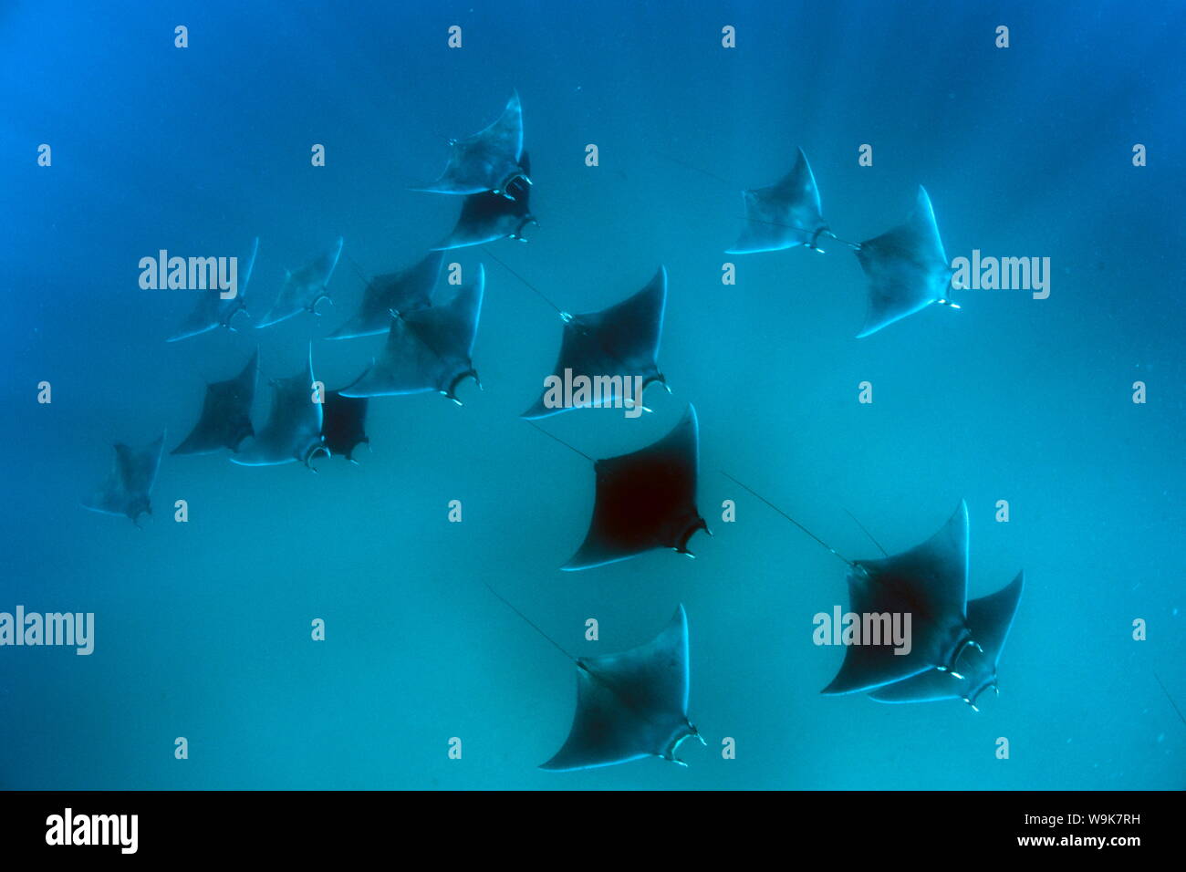 Eagle rays (Mobula hypostoma) common in this area and often seen in large groups, Yum Balam Marine Protected Area, Quintana Roo, Mexico Stock Photo