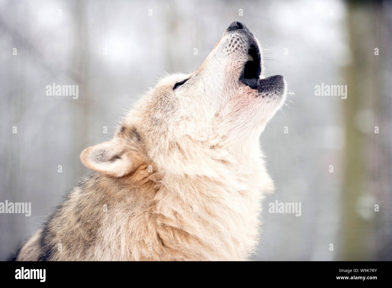 North American timber wolf (Canis Lupus) howling in the snow in forest, Wolf Science Centre, Ernstbrunn, Austria, Europe Stock Photo