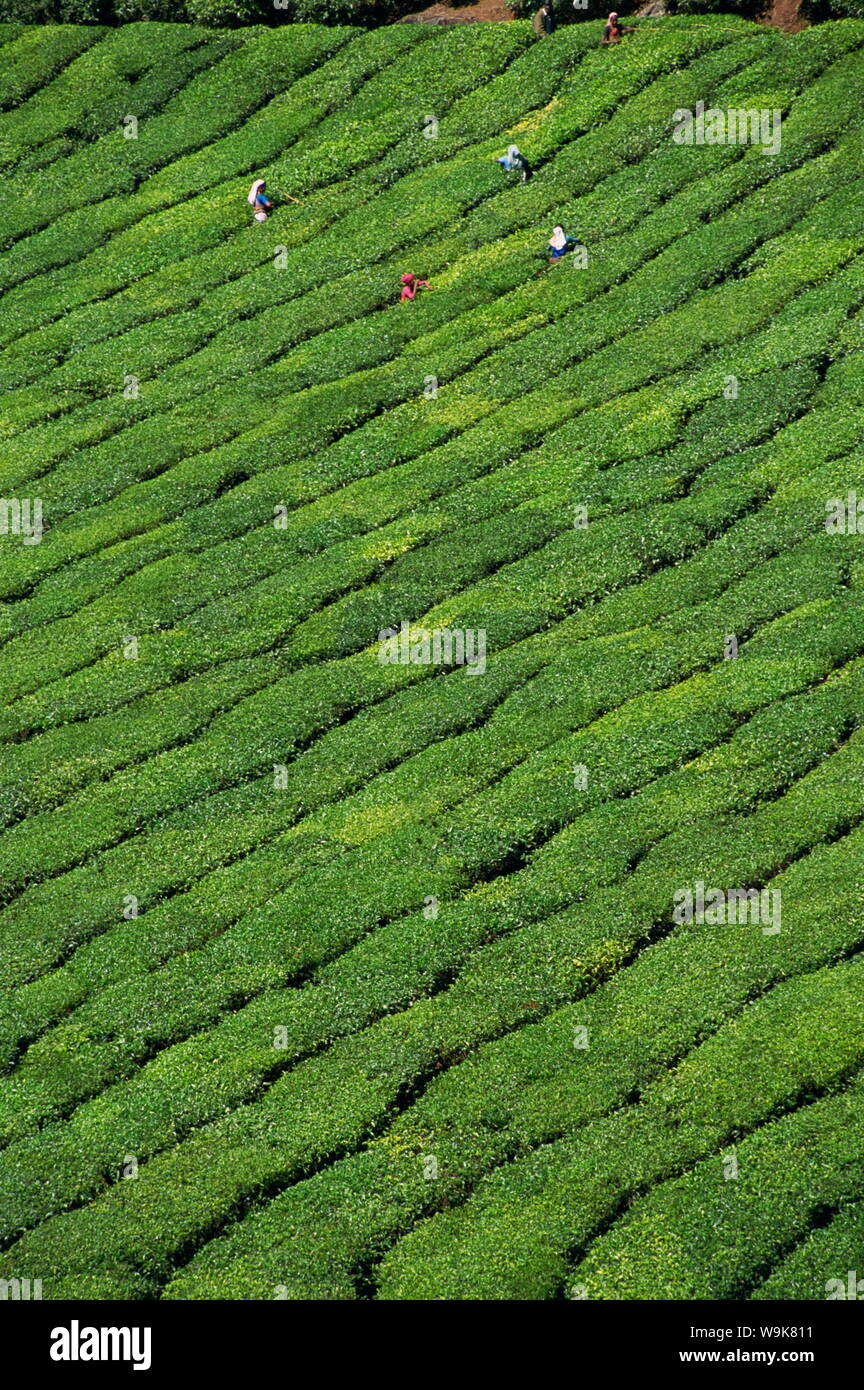 Aerial view of rows of tea bushes in tea gardens, plantations, in Tea ...